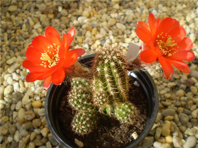 kaktusi malog kaktusa - Page 10 Fa6e7c31-Picture 5054